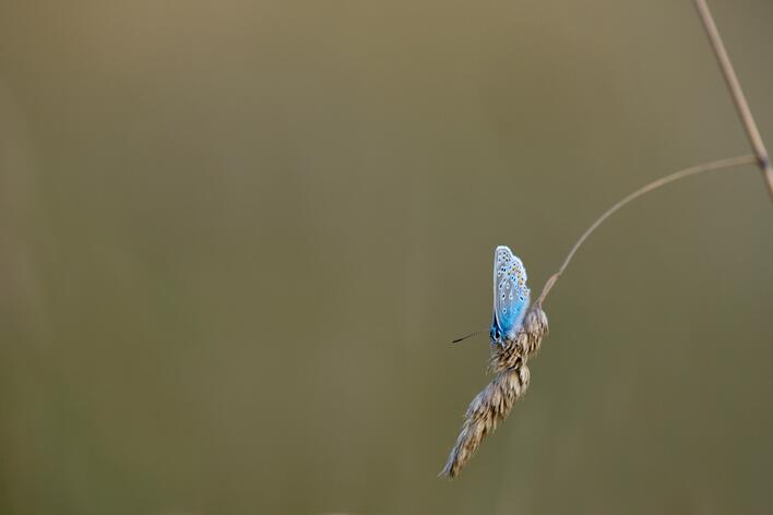 Blå sommerfugl på strå